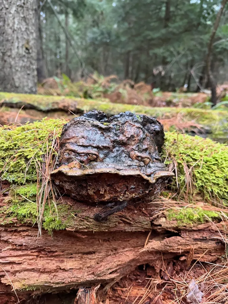 416 North Cambridge Road Cambridge VT 05444