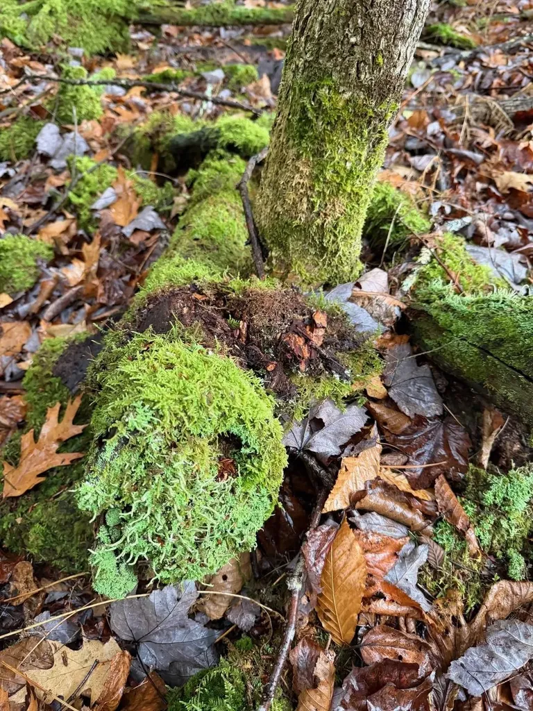 416 North Cambridge Road Cambridge VT 05444