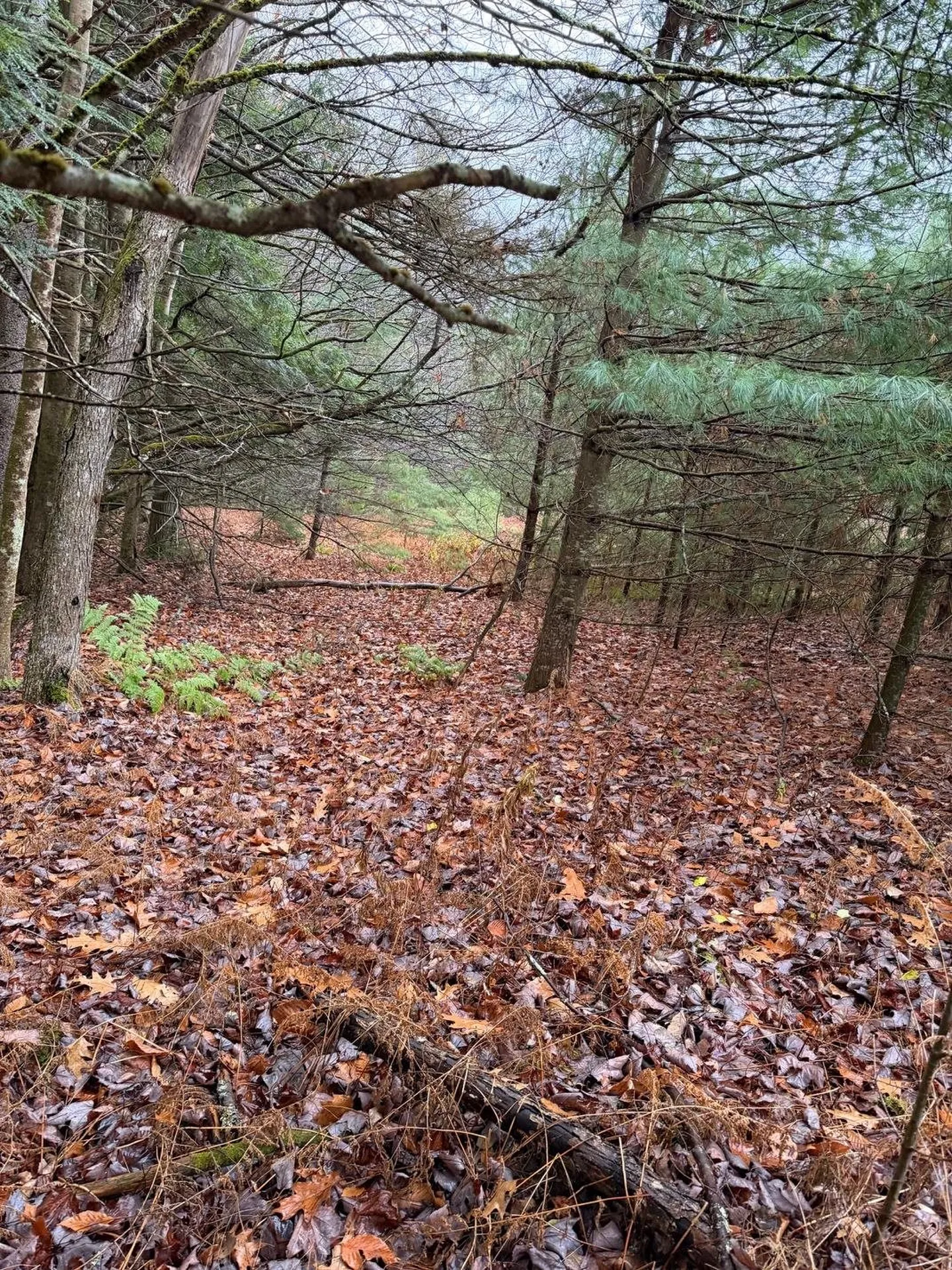 416 North Cambridge Road Cambridge VT 05444