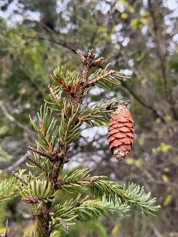 334 North Cambridge Road Cambridge VT 05444