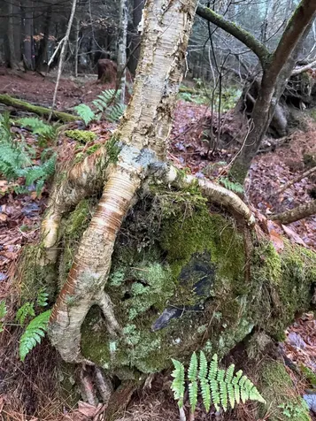 334 North Cambridge Road Cambridge VT 05444