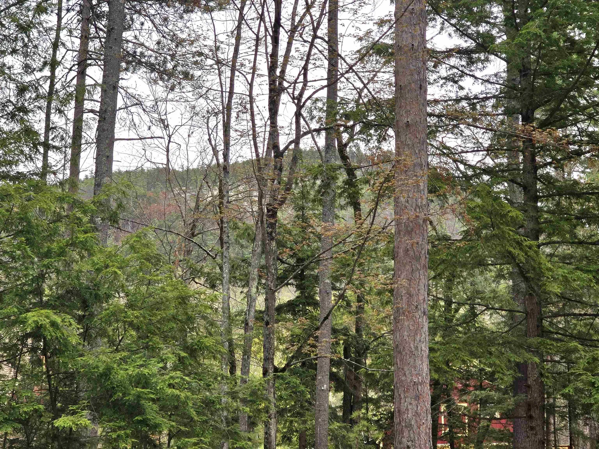 Lot 260 Thompson Road Conway NH 03860