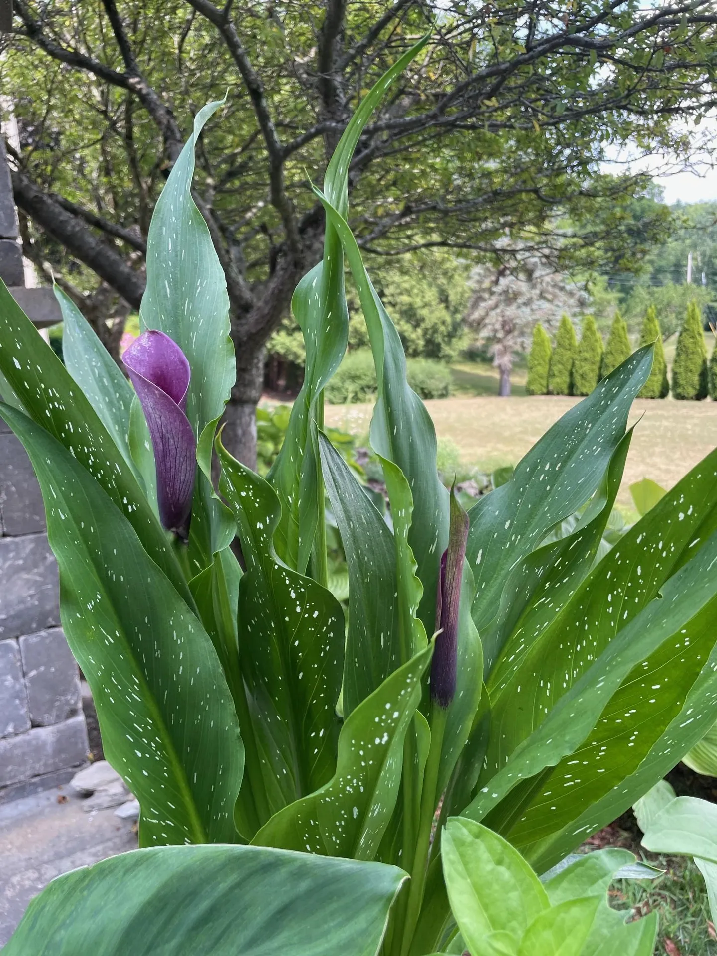269 Hortonia Road Hubbardton VT 05732