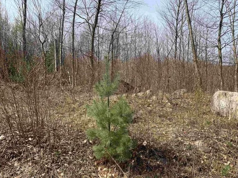 Lot 13 Washburn Road Columbia NH 03576