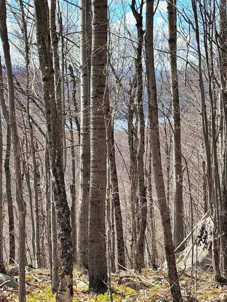 493 Wheeler Mountain Road Barton VT 05822