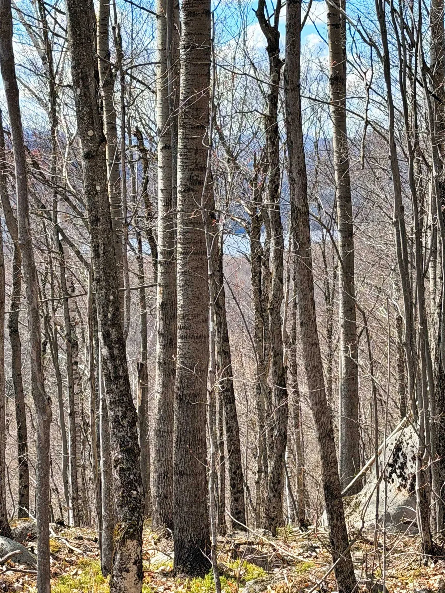 493 Wheeler Mountain Road Barton VT 05822