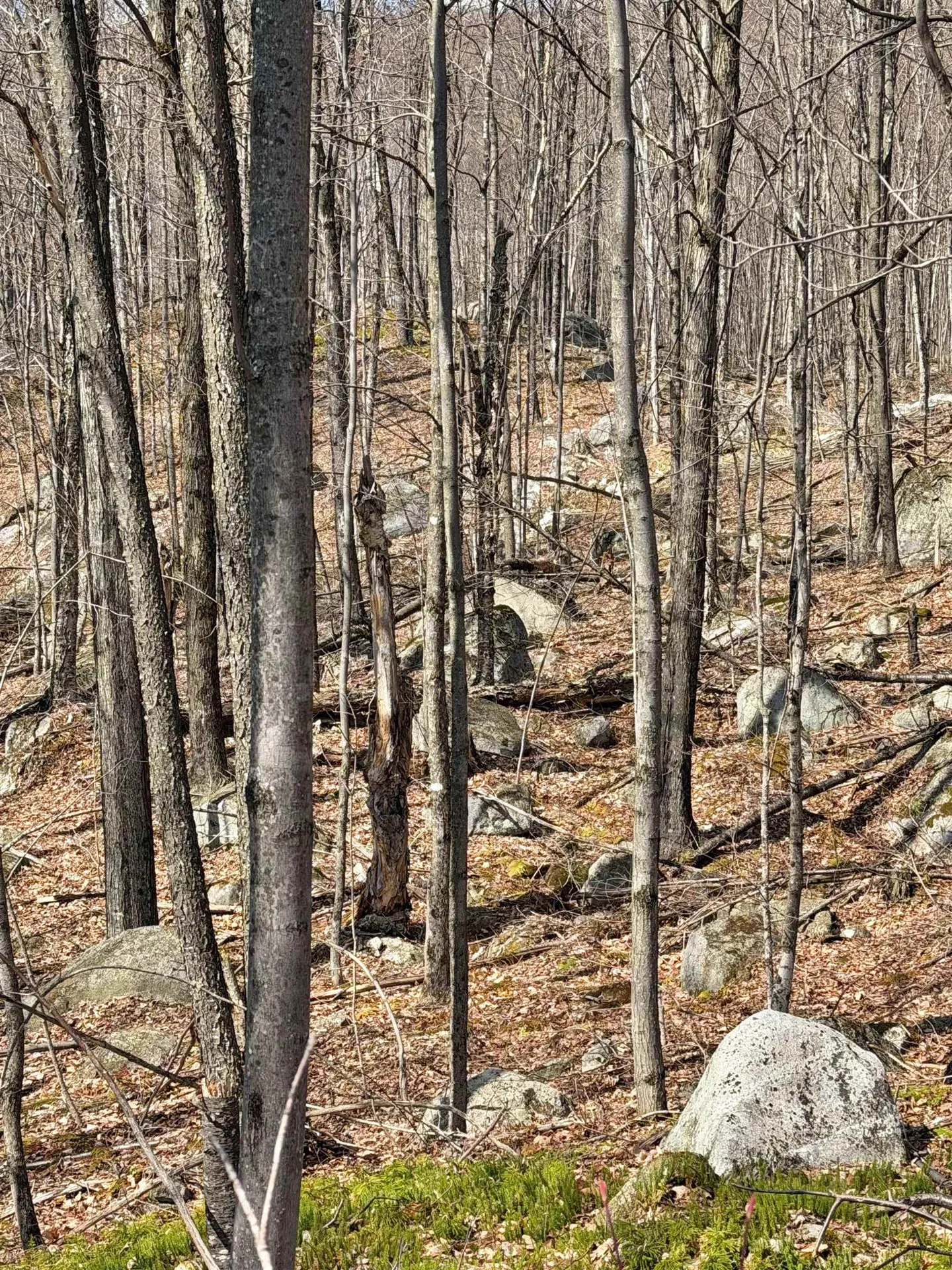 493 Wheeler Mountain Road Barton VT 05822