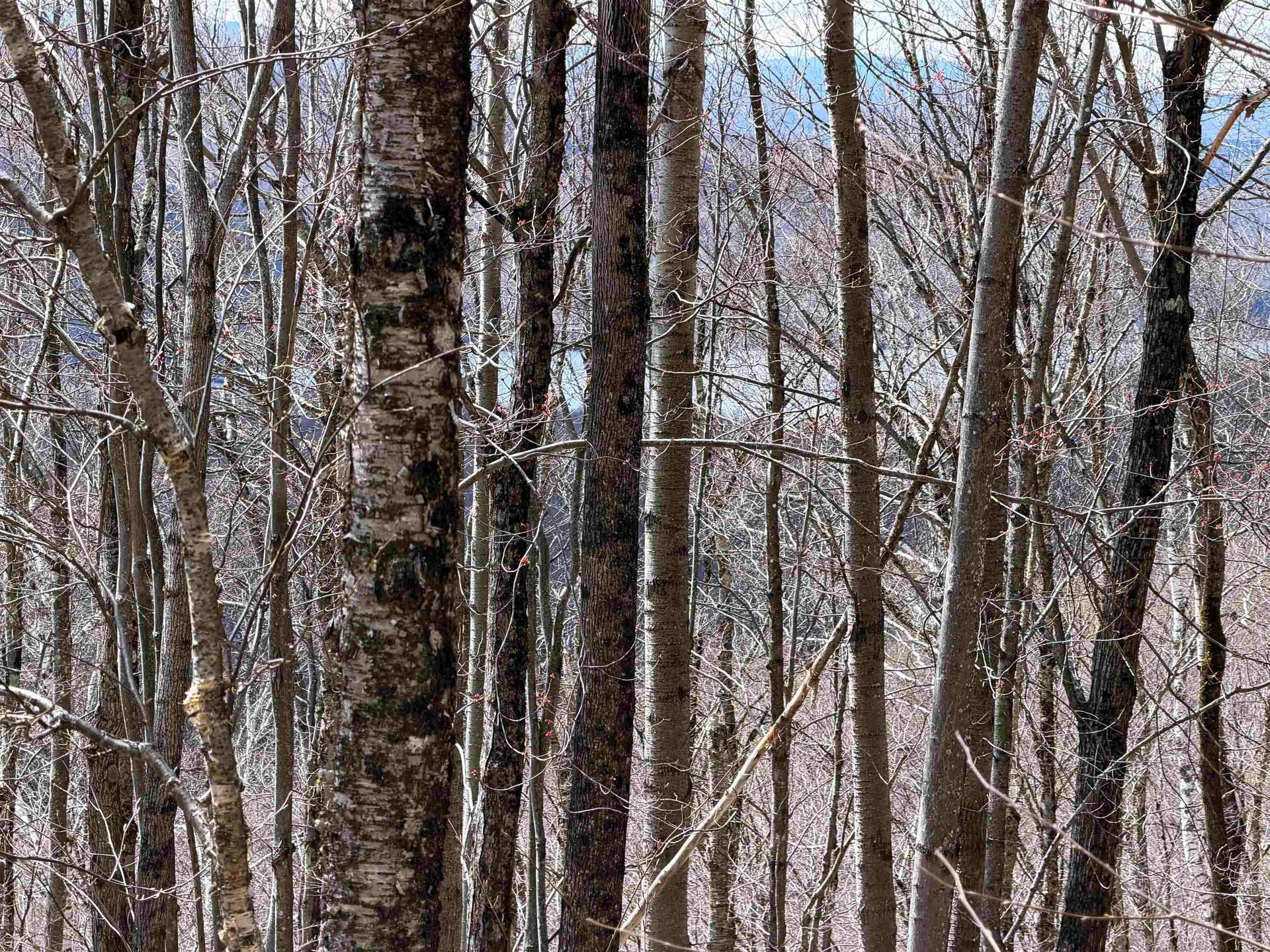 493 Wheeler Mountain Road Barton VT 05822