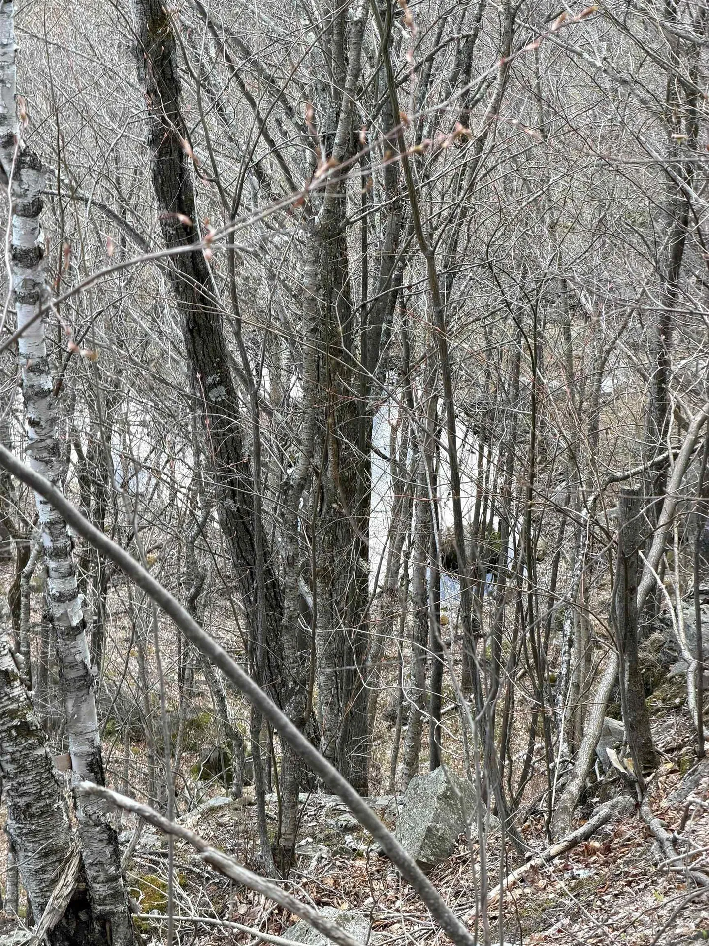 493 Wheeler Mountain Road Barton VT 05822
