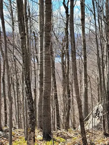 493 Wheeler Mountain Road Barton VT 05822