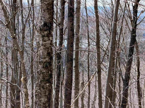 493 Wheeler Mountain Road Barton VT 05822