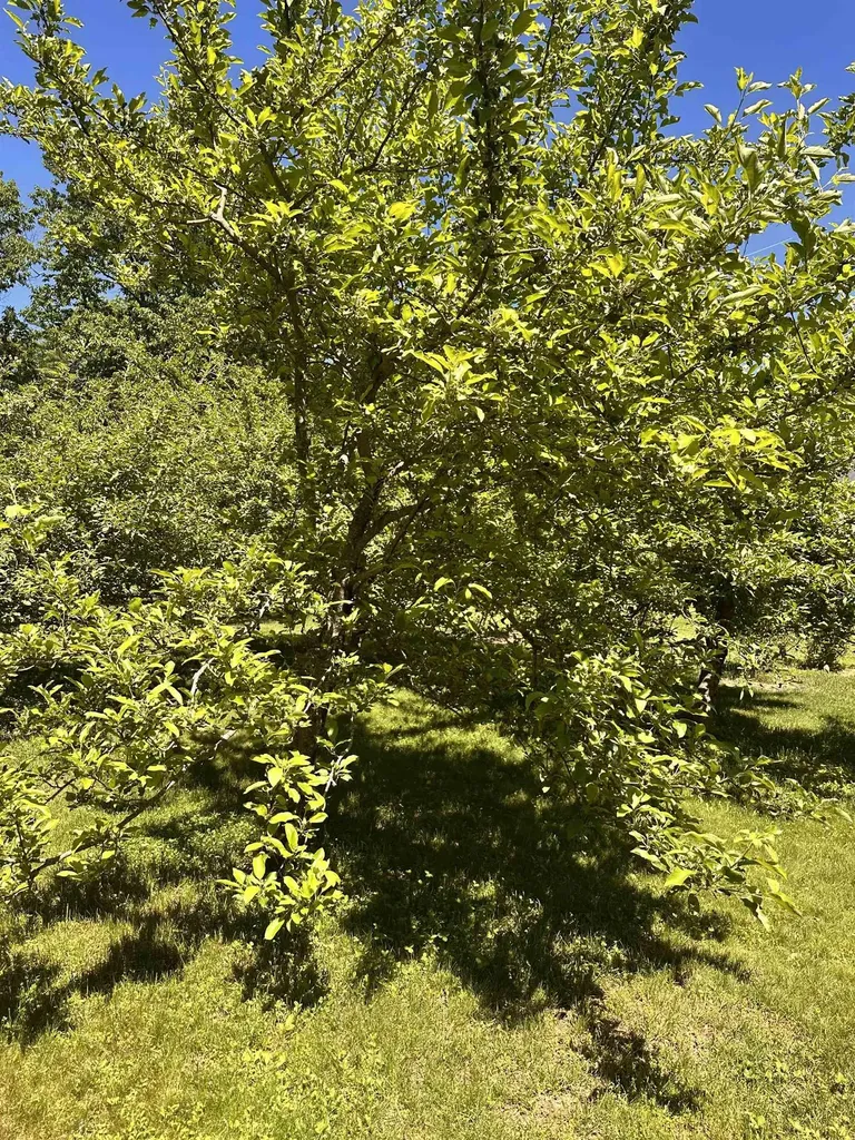 378 Silver Street Middleton NH 03887