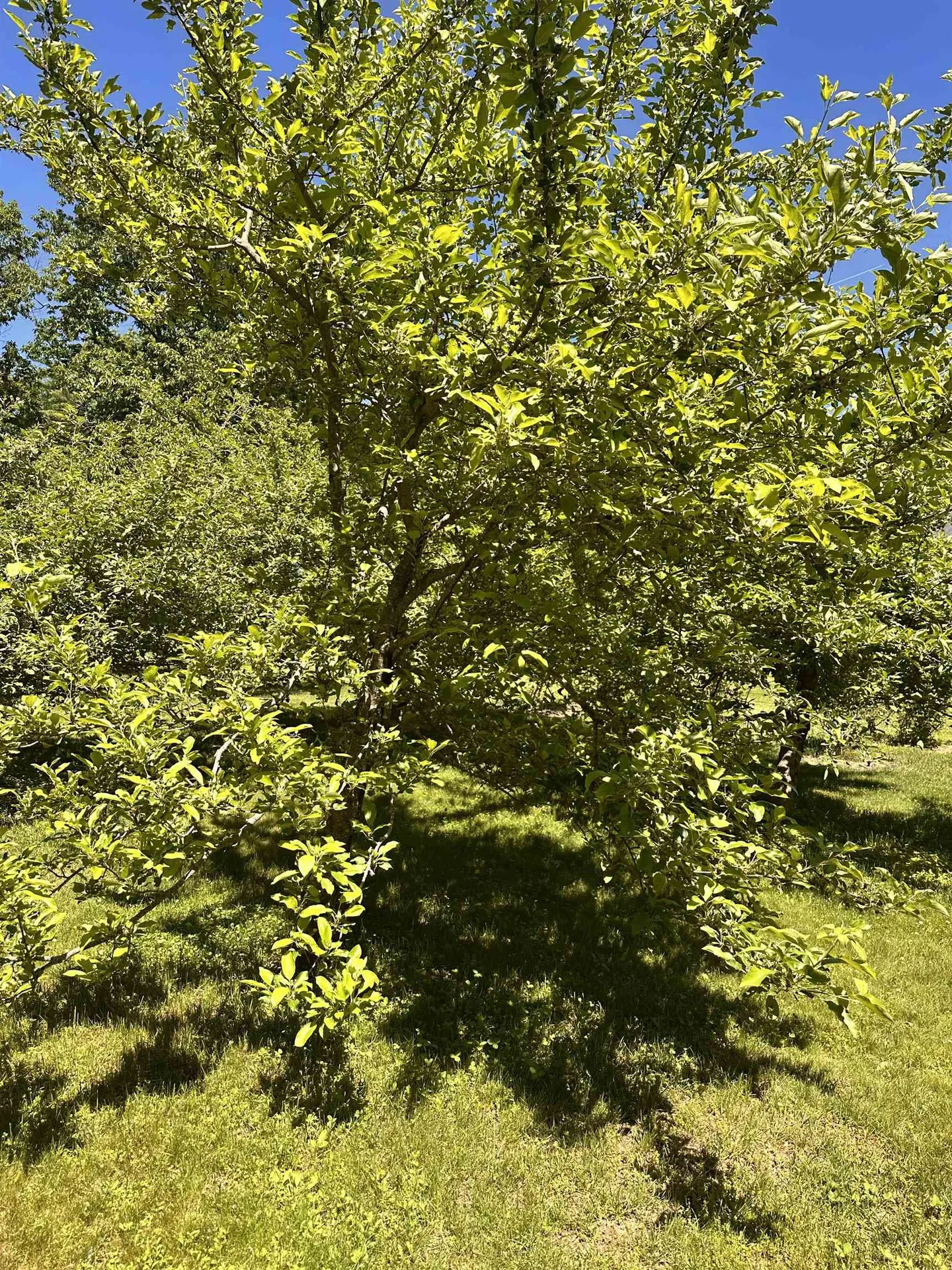 378 Silver Street Middleton NH 03887