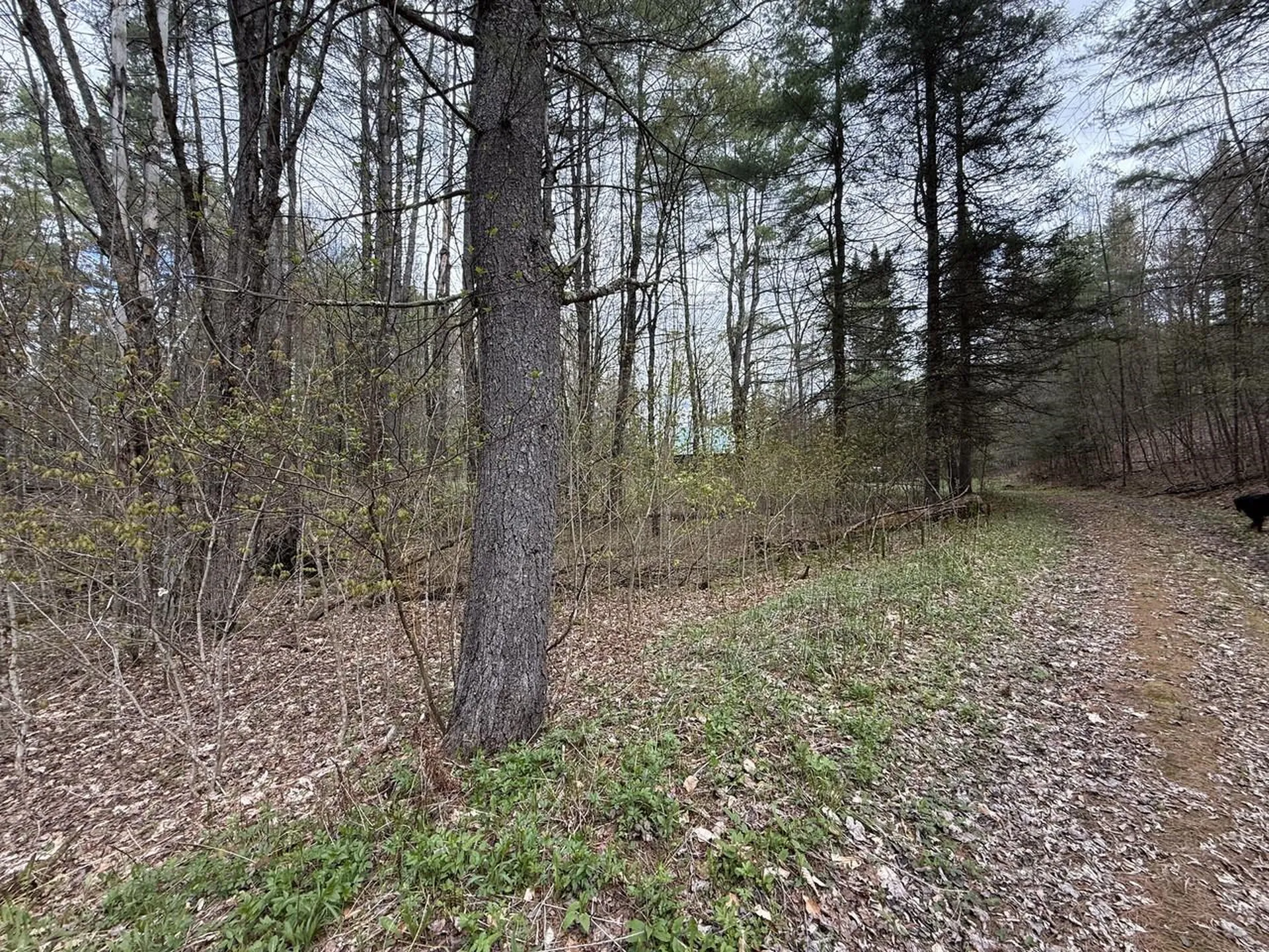 169 Jenkins Brook Road Chelsea VT 05038