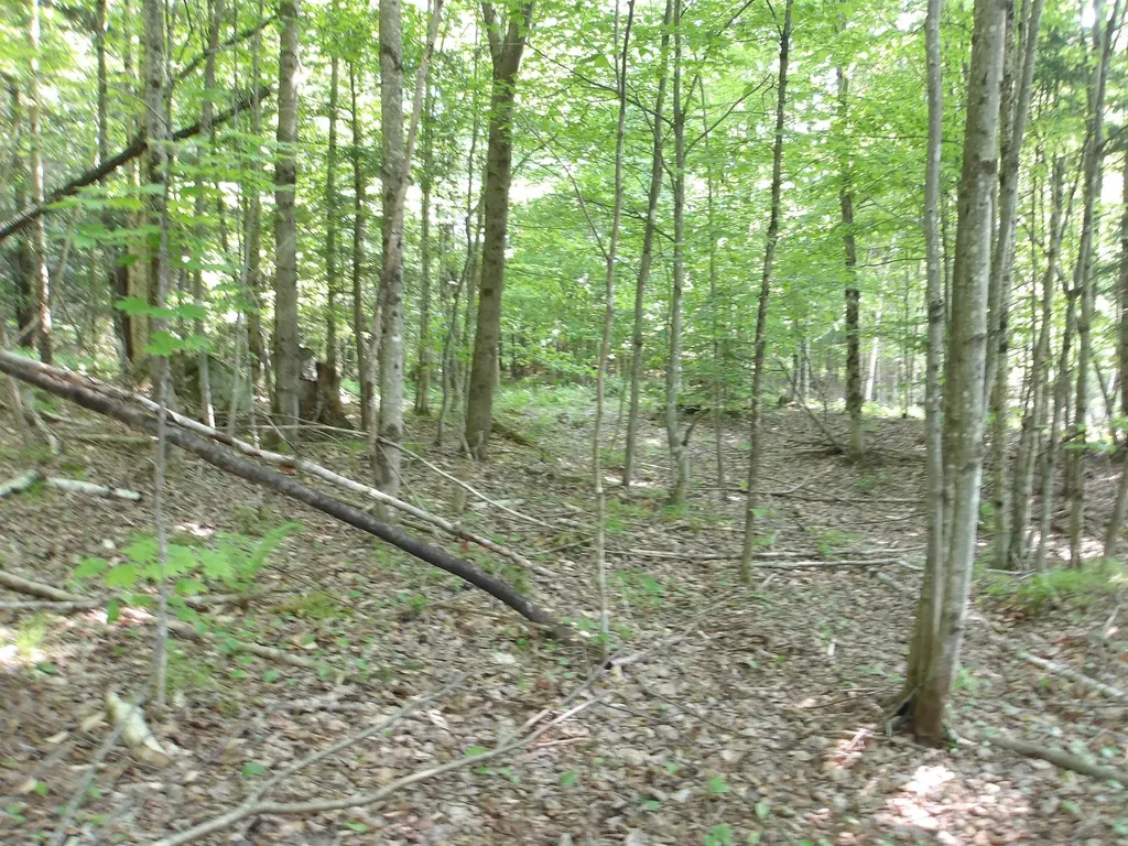 4 & 5 Forest Lane Lyndon VT 05851