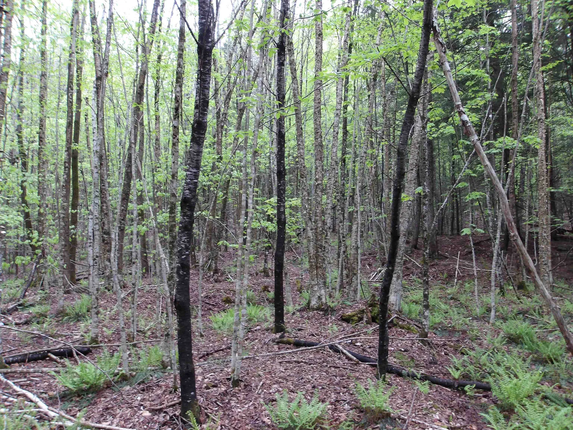 4 & 5 Forest Lane Lyndon VT 05851
