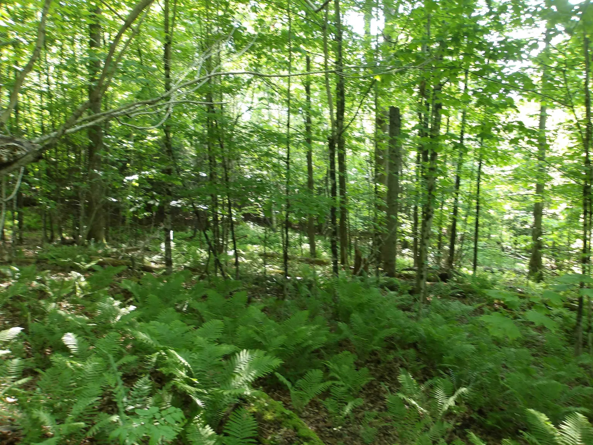 4 & 5 Forest Lane Lyndon VT 05851