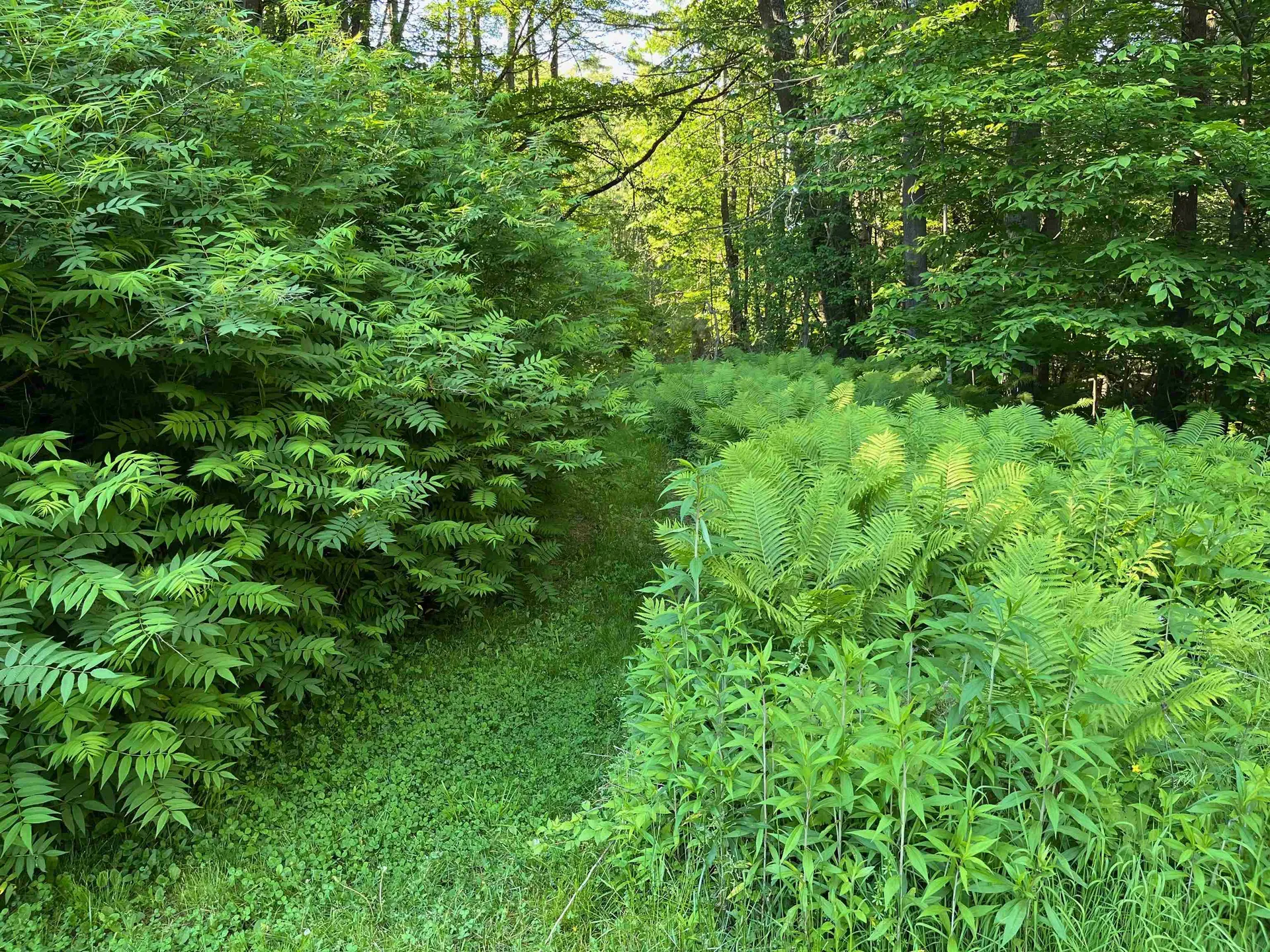 6 Oak Ridge Road Lebanon NH 03784