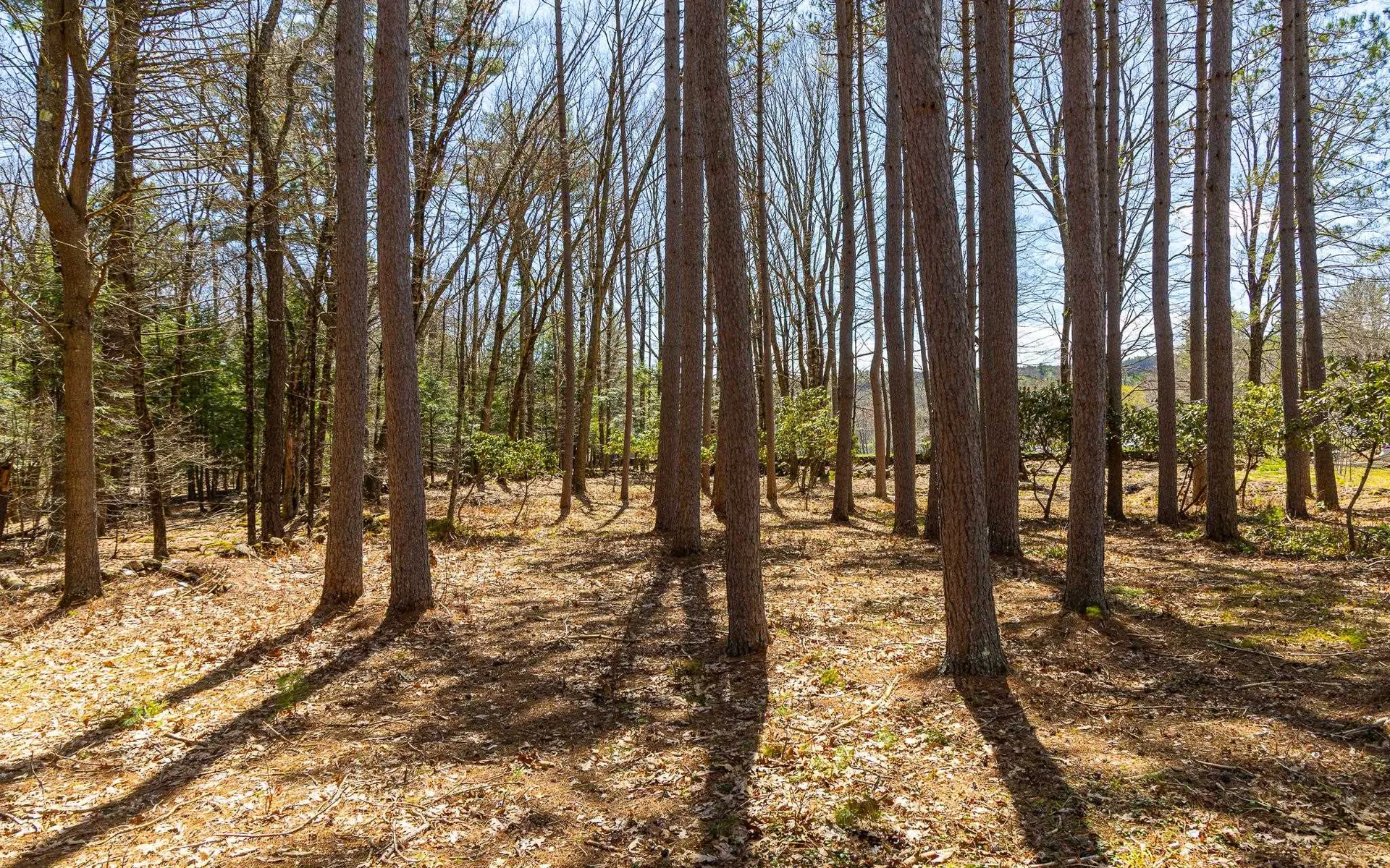 00 Forest Road Alstead NH 03602
