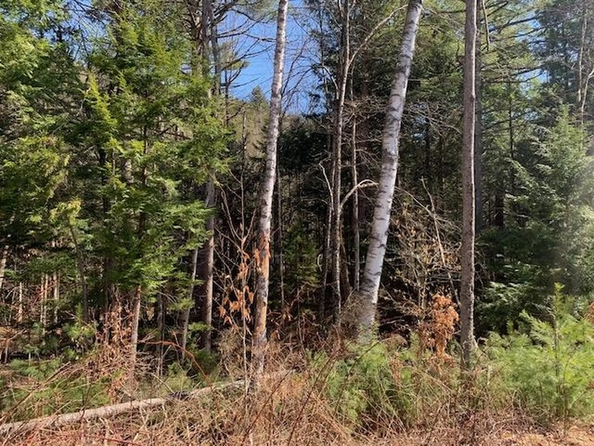 Tbd Vt Route 100 Warren VT 05674