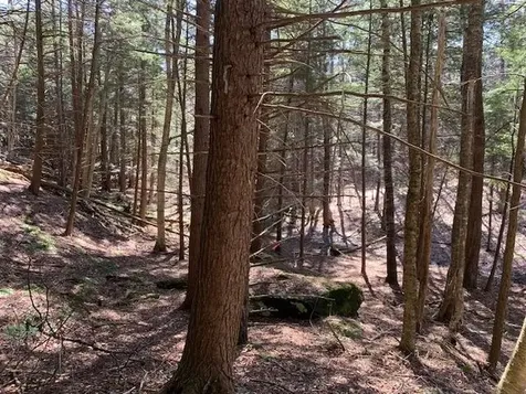 Tbd Vt Route 100 Warren VT 05674