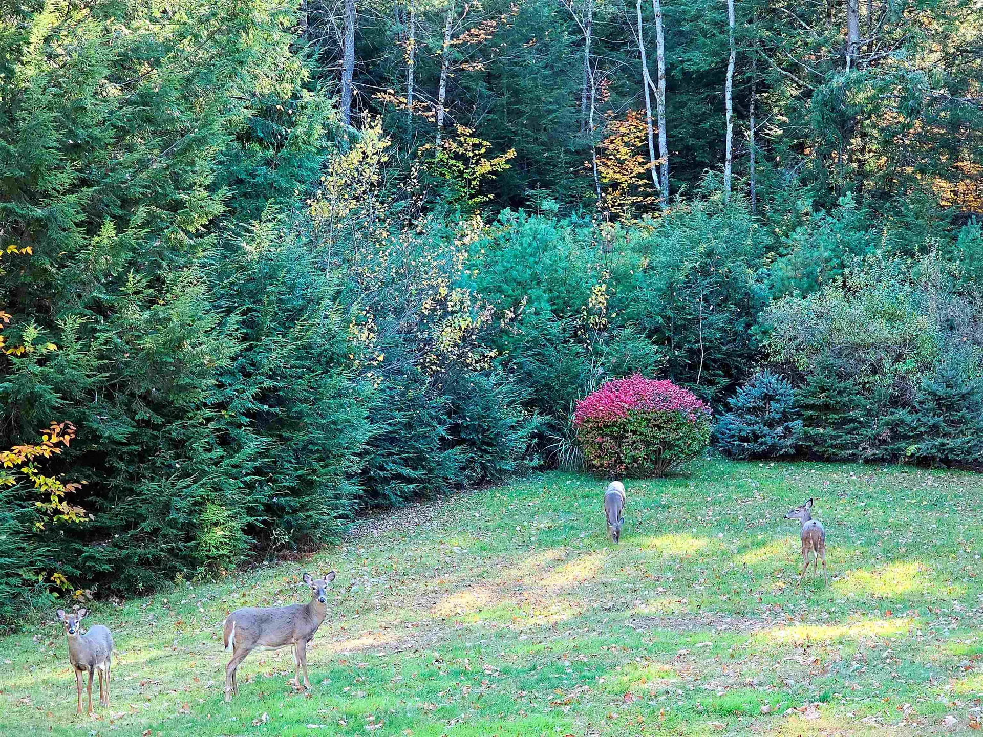 496 Loudon Road Pittsfield NH 03263