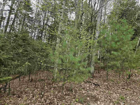 Lot 265 King Drive Haverhill NH 03765