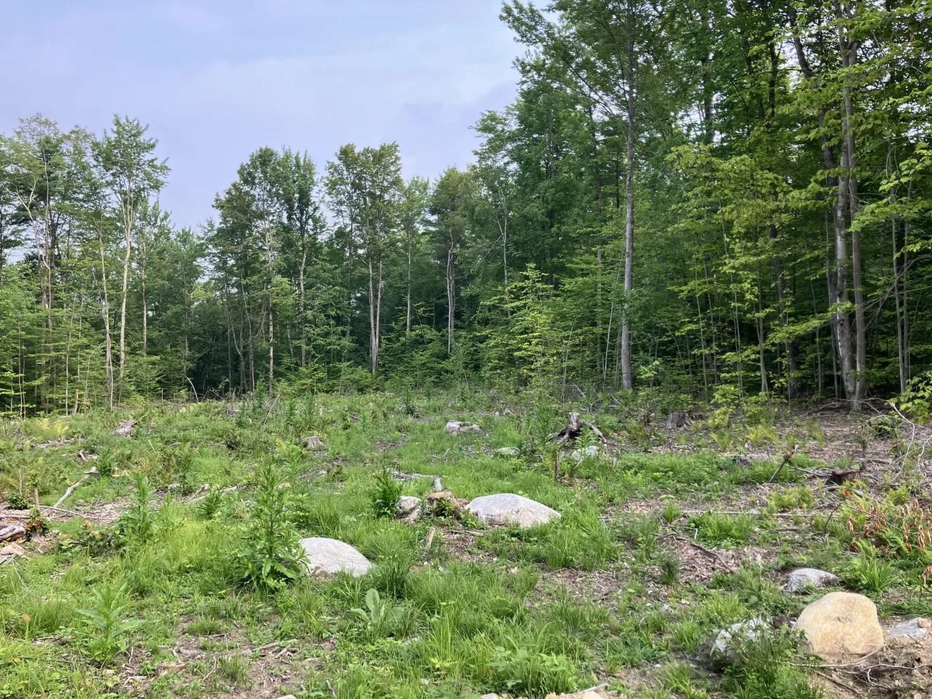 Lot 6 Fern Lake Road Leicester VT 05773