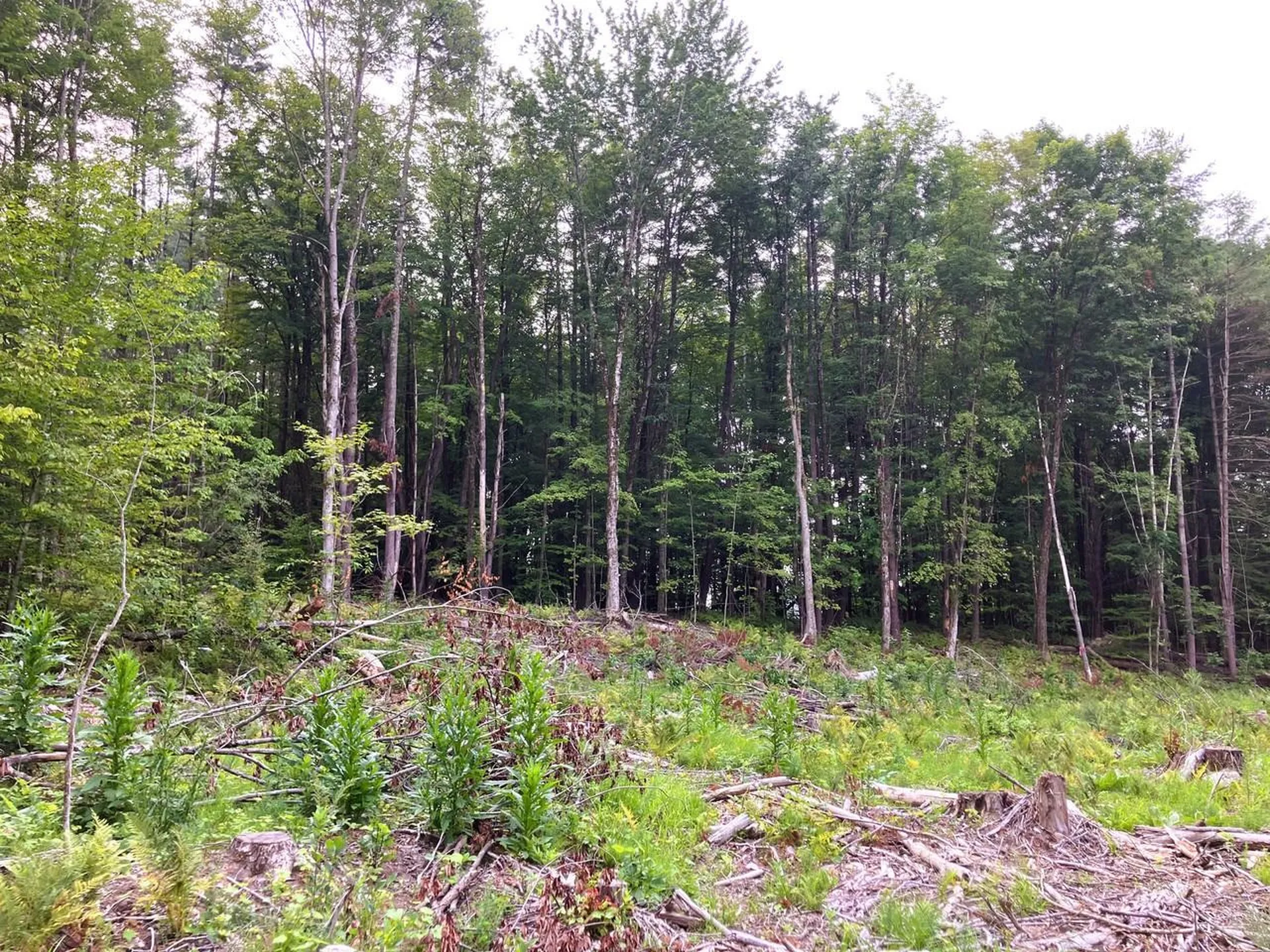 Lot 8 Fern Lake Road Leicester VT 05733