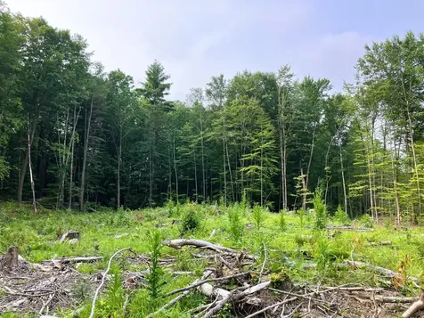 Lot 8 Fern Lake Road Leicester VT 05733