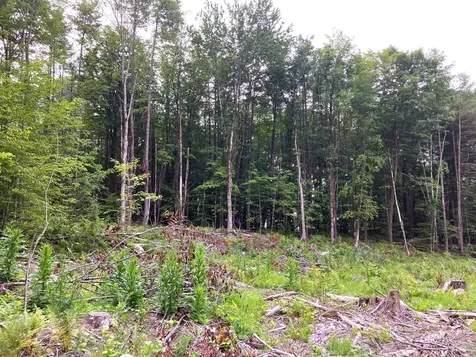 Lot 8 Fern Lake Road Leicester VT 05733