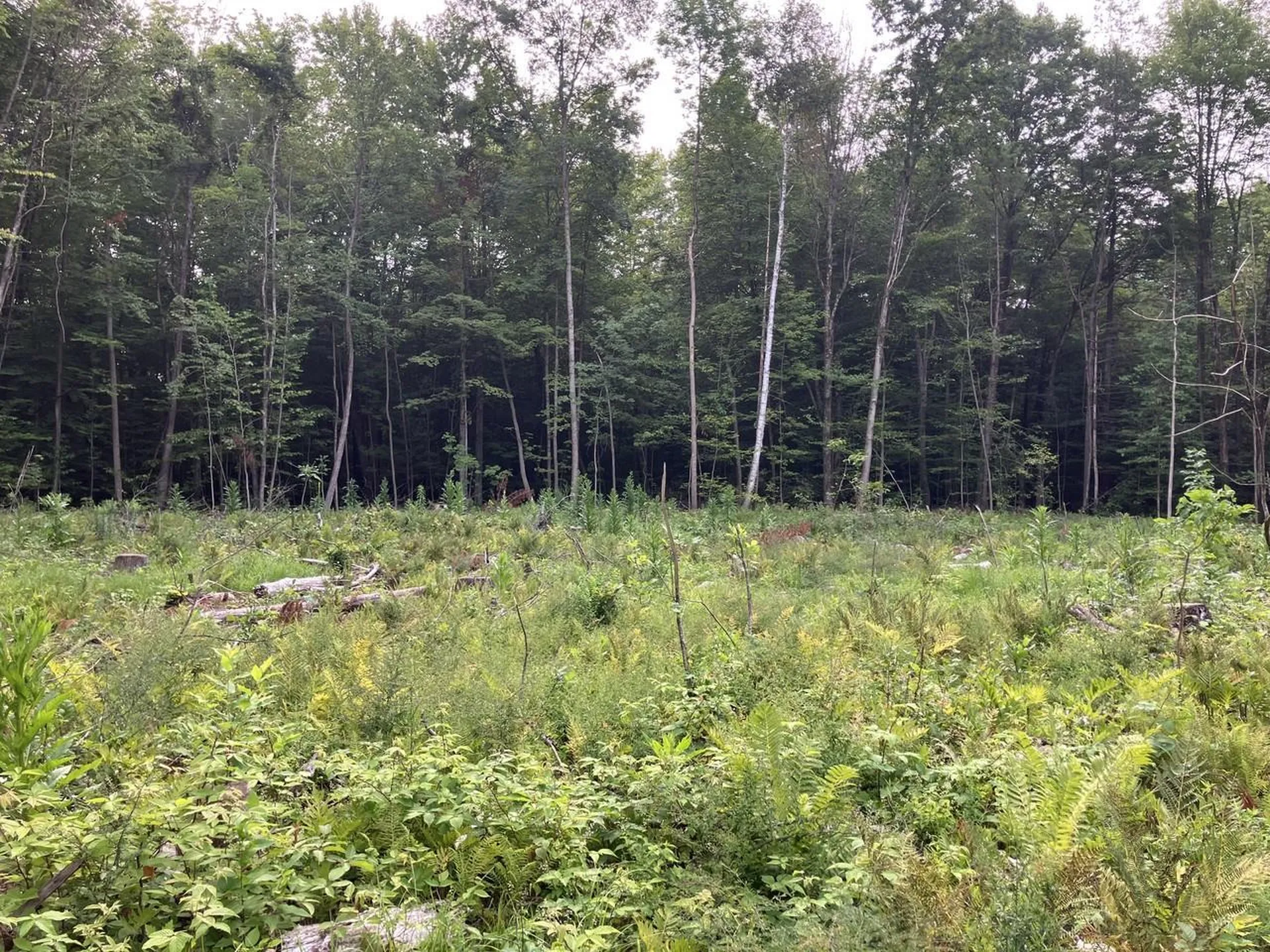 Lot 9 Fern Lake Road Leicester VT 05733