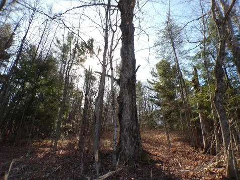 440 Baird Road Barton VT 05822