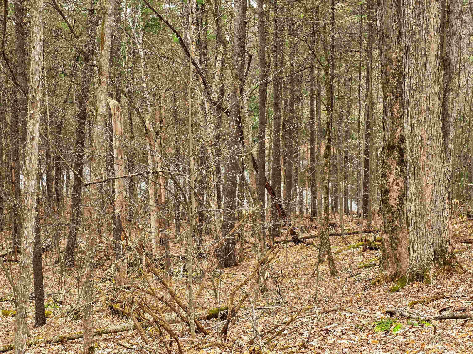 765 Camp Road Hubbardton VT 05733