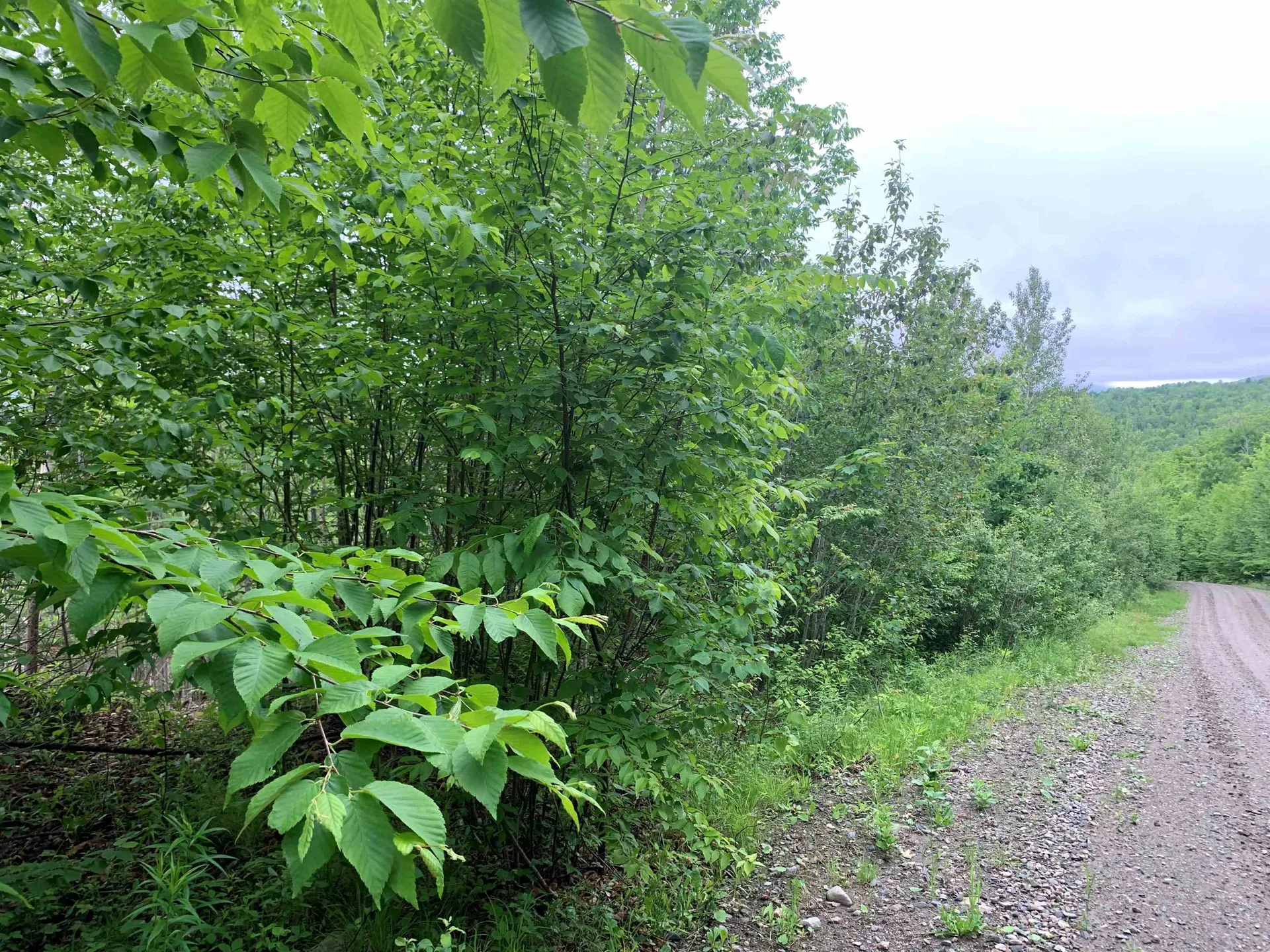 14 Washburn Road Columbia NH 03576