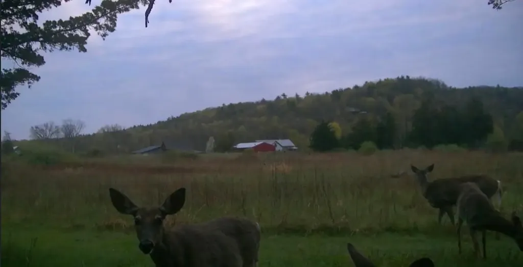 2091 North Lake Road Benson VT 05743