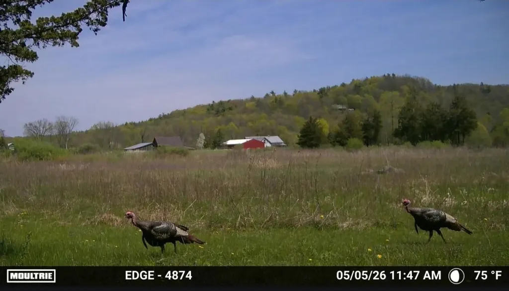 2091 North Lake Road Benson VT 05743
