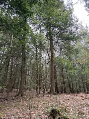 0 Dunton Road Highgate VT 05459
