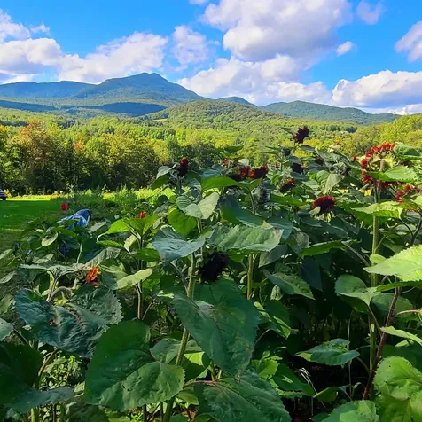 3324 Mud City Loop Morristown VT 05661