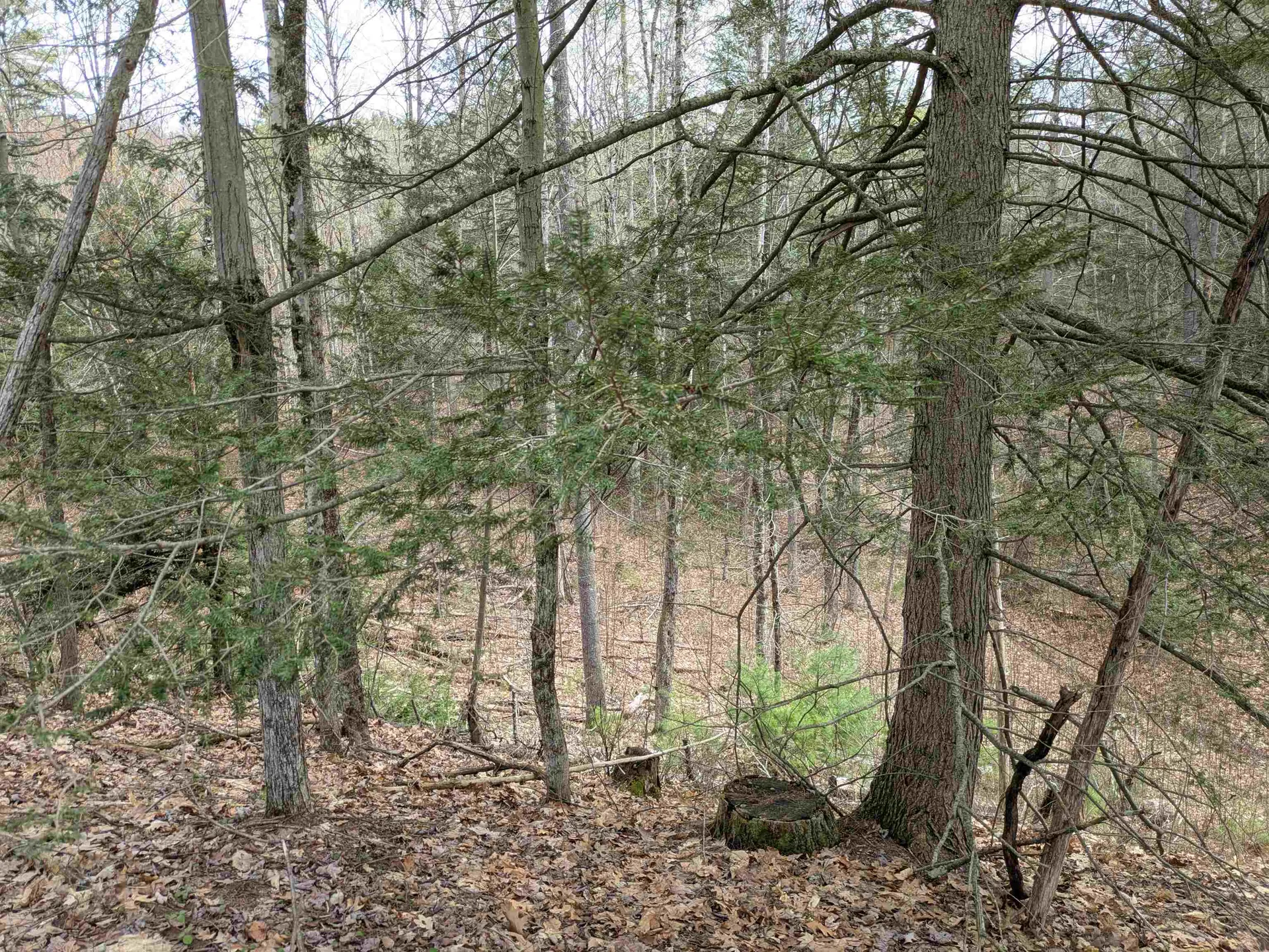 South Scofield Mountain Road Winchester NH 03470