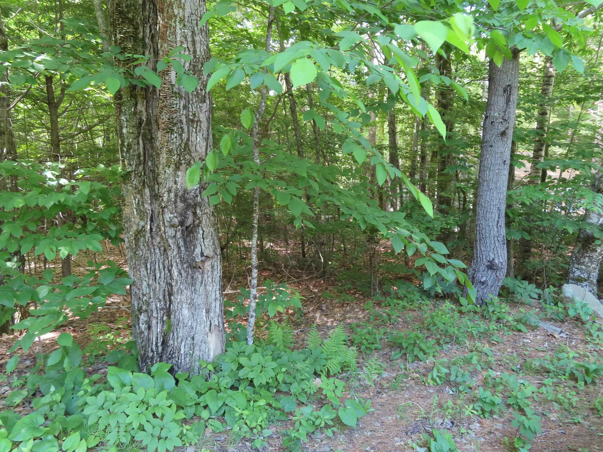 Lots 134-135 Wendy Drive Alton NH 03810