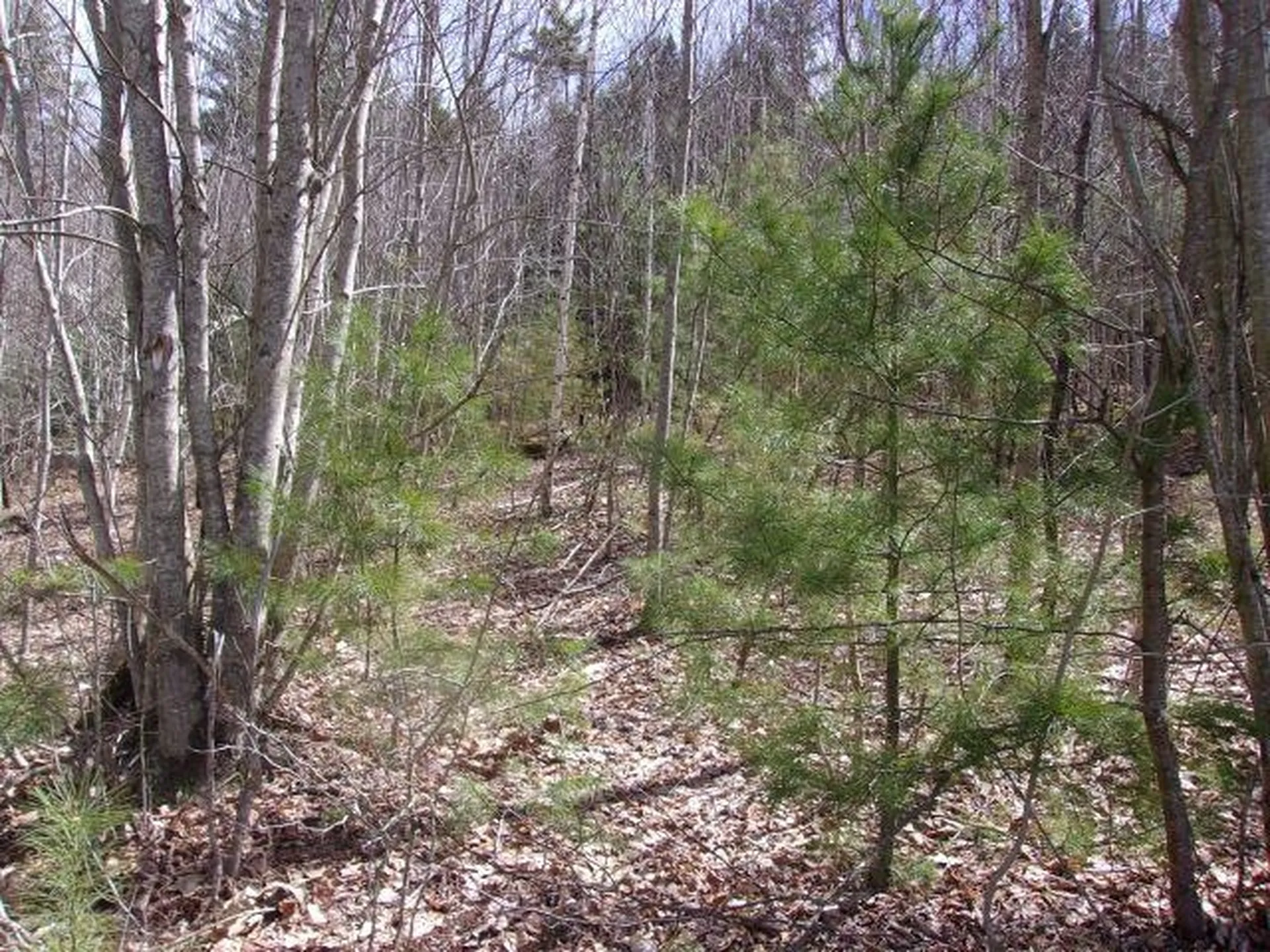 Swiftwater Circle Haverhill NH 03785