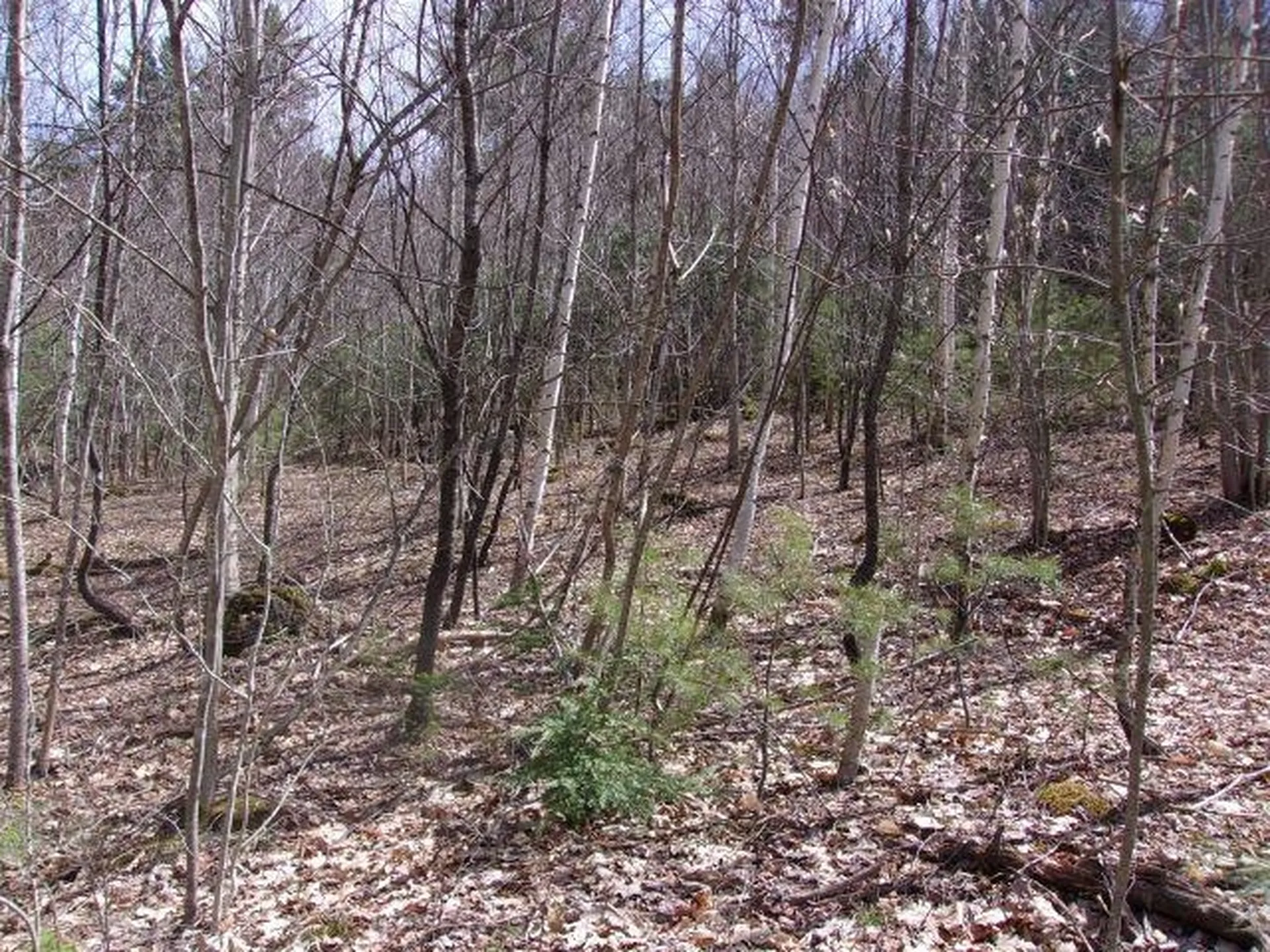 Swiftwater Circle Haverhill NH 03785