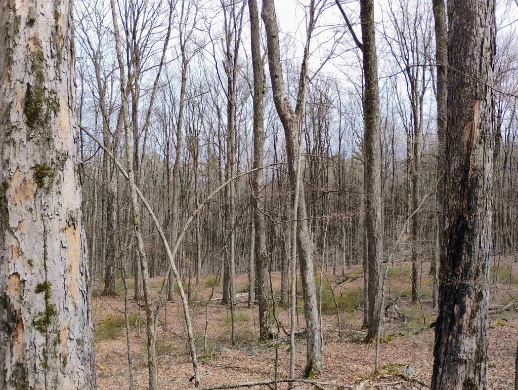 Lot 1 Faraway (Jones) Road Putney VT 05346