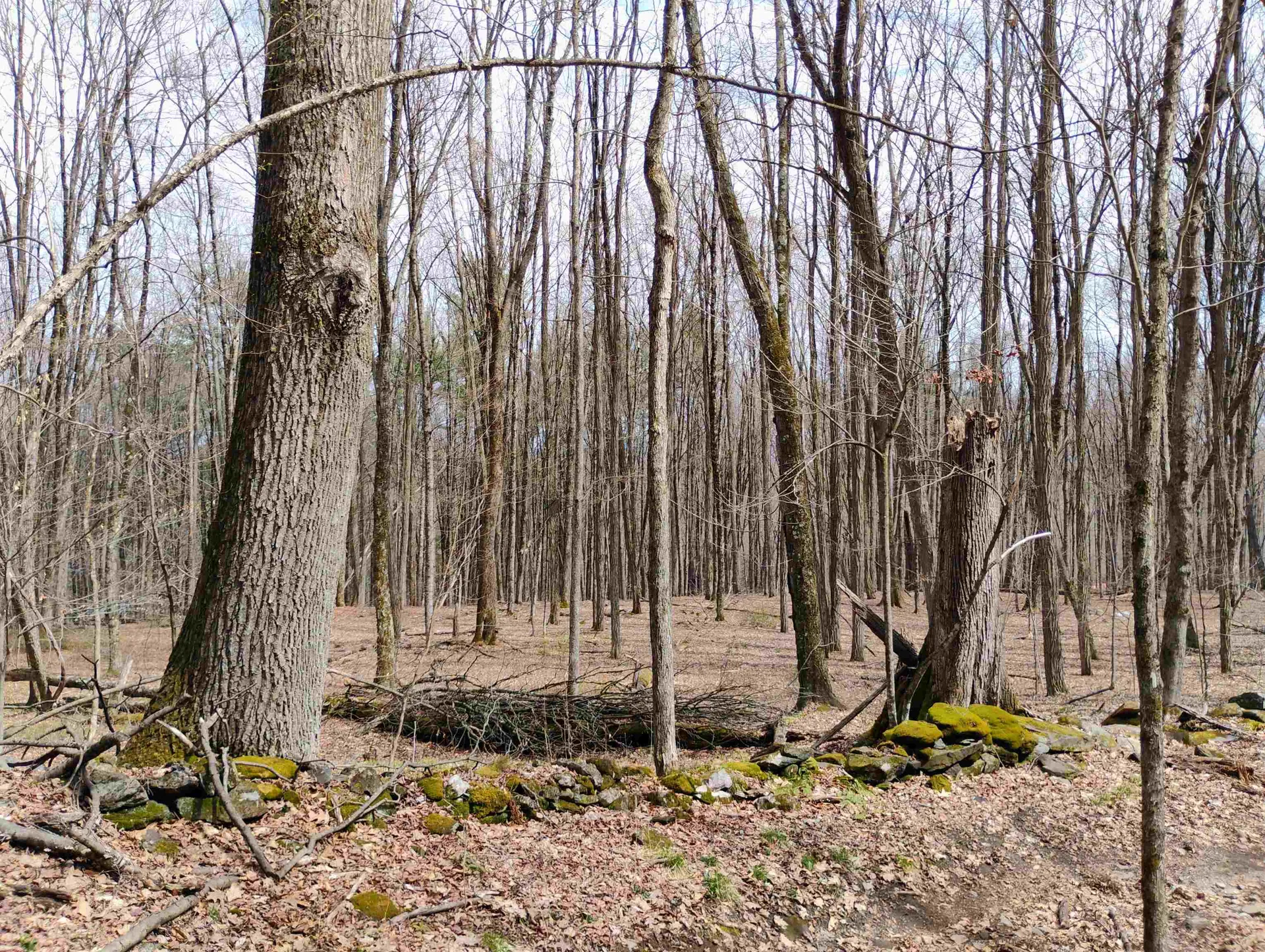 Lot 1 Faraway (Jones) Road Putney VT 05346