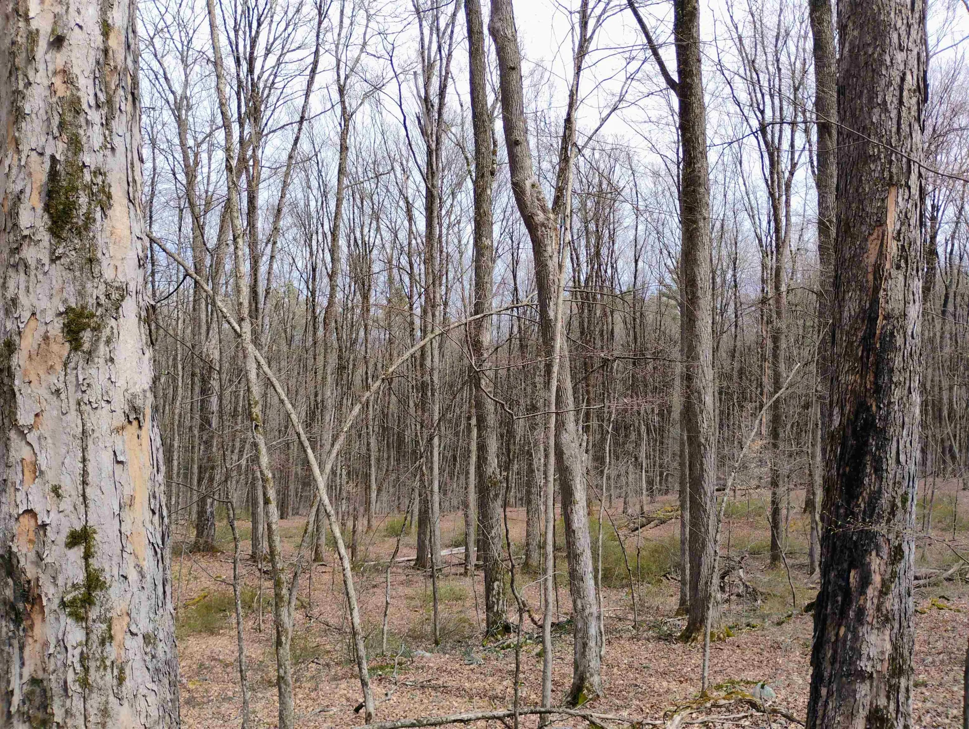 Lot 1 Faraway (Jones) Road Putney VT 05346