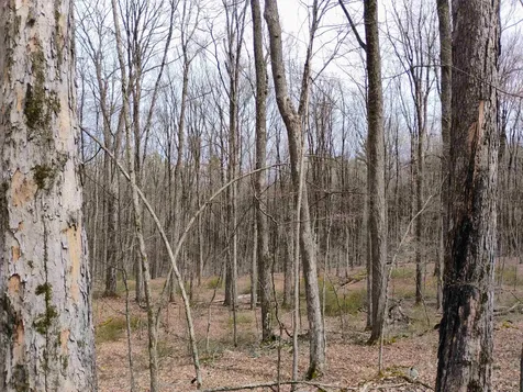 Lot 1 Faraway (Jones) Road Putney VT 05346