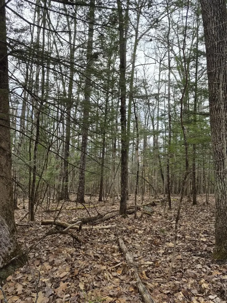 Pond Road Rockingham VT 05346