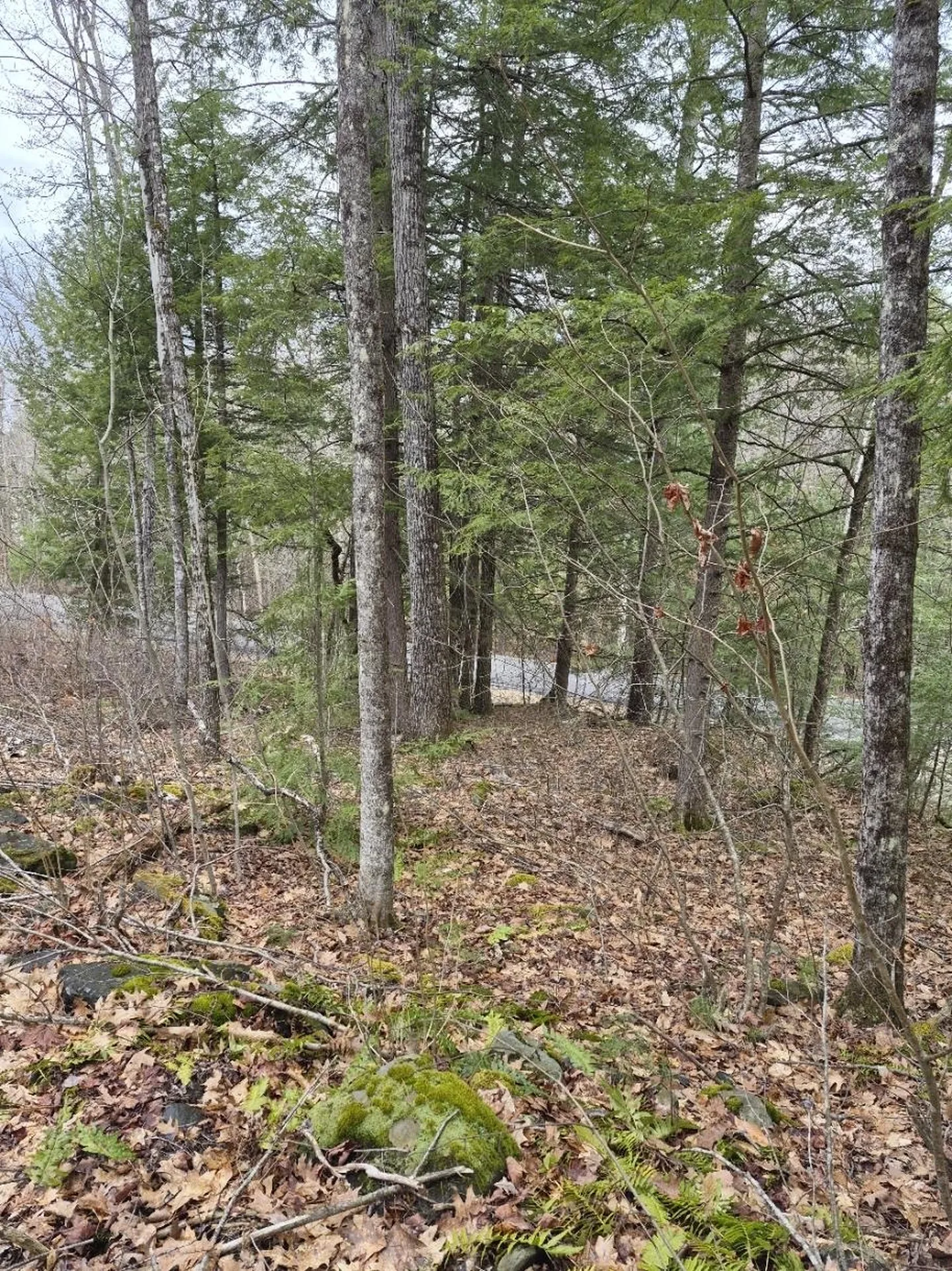 Pond Road Rockingham VT 05346