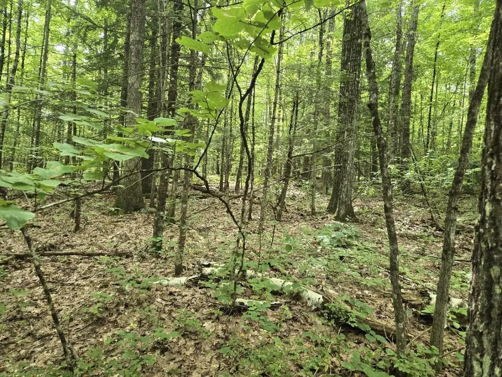 Crotty Drive Rockingham VT 05101